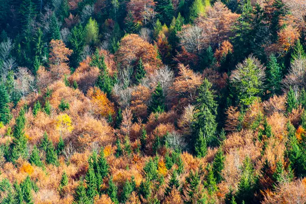 Bavyera 'da Sonbahar Renkleri - Almanya