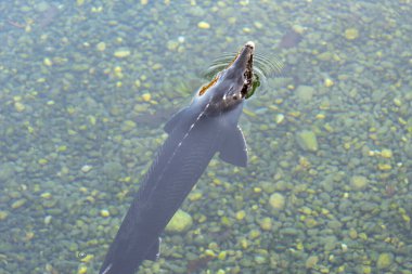 Hellbrunn Garden 'da Mersin Gölü - Avusturya