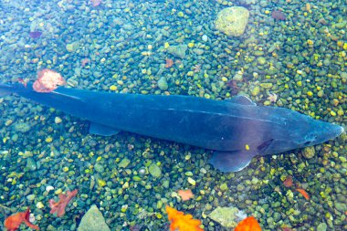 Hellbrunn Garden 'da Mersin Gölü - Avusturya