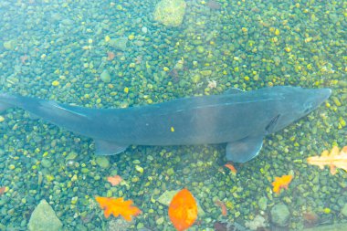 Hellbrunn Garden 'da Mersin Gölü - Avusturya