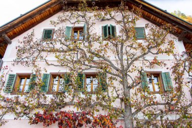 Hallstatt - Avusturya 'daki Binaya Tırmanan Ağaç