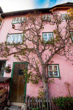 Hallstatt - Avusturya 'daki Binaya Tırmanan Ağaç