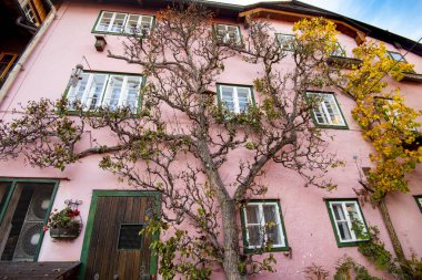 Hallstatt - Avusturya 'daki Binaya Tırmanan Ağaç