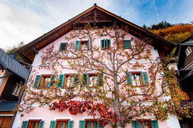 Hallstatt - Avusturya 'daki Binaya Tırmanan Ağaç
