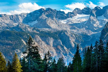 Dachstein Dağlarında Çam Ağaçları - Avusturya