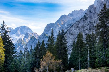 Dachstein Dağlarında Çam Ağaçları - Avusturya