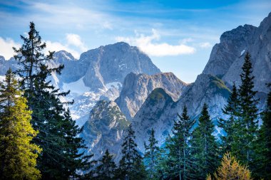 Dachstein Dağlarında Çam Ağaçları - Avusturya
