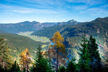 Dachstein Dağlarında Çam Ağaçları - Avusturya