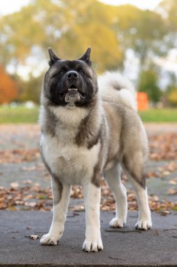 Amerikan akitası dimdik ayakta.