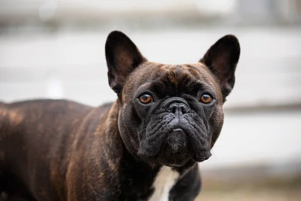 棕色的法国斗牛犬看着摄像机 免版税图库照片