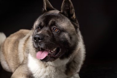 Amerikalı akita genç köpek ağızlık portresi. Dili sarkık.