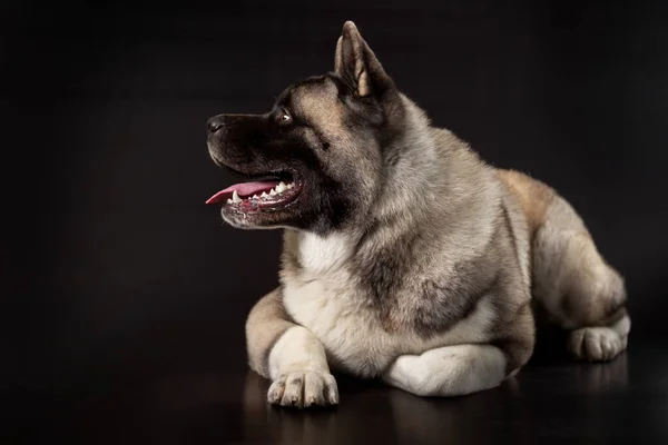 Akita Amerika Anjing Muda Terletak Latar Belakang Gelap Dengan Kepala Stok Foto
