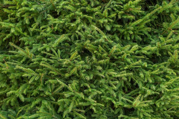 Bir Noel Ağacının Yemyeşil Dallarının Arka Planı Seçici Odaklı Büyük — Stok fotoğraf