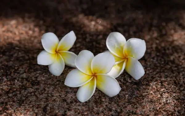 stock image Tropical flower white-yellow plumeria lies plucked on a granite stone