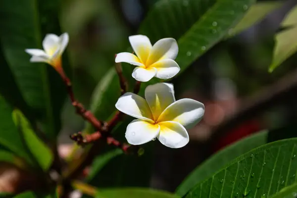 stock image Tropical flower white and yellow plumeria blooms on a tree