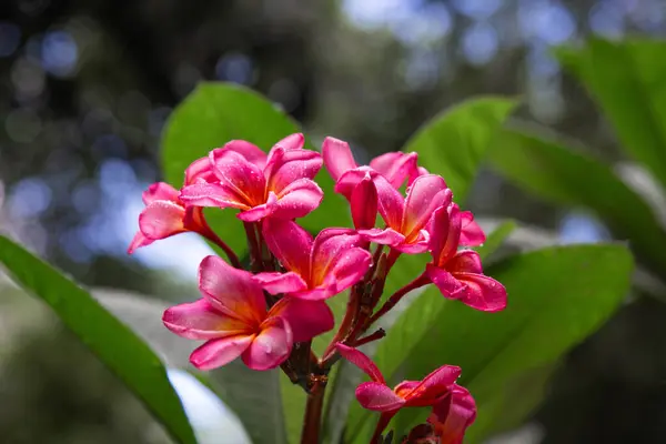 stock image Tropical flower pink plumeria blooms on a background of green leaves