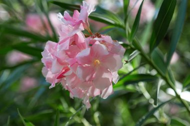 Güzel pembe zakkum çiçeği (Neryum zakkum). Çiçekli Neryum zakkum ağacı. Shenzhen şehrinin merkezindeki çalılıkta pembe çiçekler. Her açıdan zehirli..