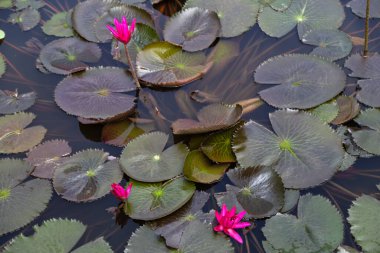 Lotus çiçeği ve nilüfer çiçeği bitkileri. Güzel kadim nilüfer çiçeği. Nilüfer çiçeği doğada güzel bir şekilde açar.