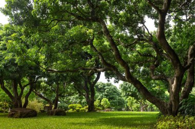 Çin 'in Shenzhen kentindeki bir parkta, sık ağaçlarla gölgelenmiş bir çayır 18.07.2024