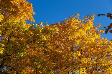 Sonbahar ekim ayı, mavi gökyüzüne karşı sararmış akçaağaç yapraklarıyla.