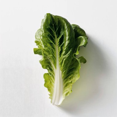 Beyaz arka planda marul yaprağı. Yapay Zeka tarafından oluşturulan illüstrasyon.