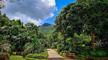 Shenzhen Botanik Bahçesi, 16.07.2025. Park ve bitki örtüsü manzarası