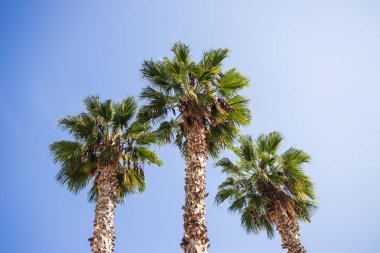 Sahilde palmiye ağacı