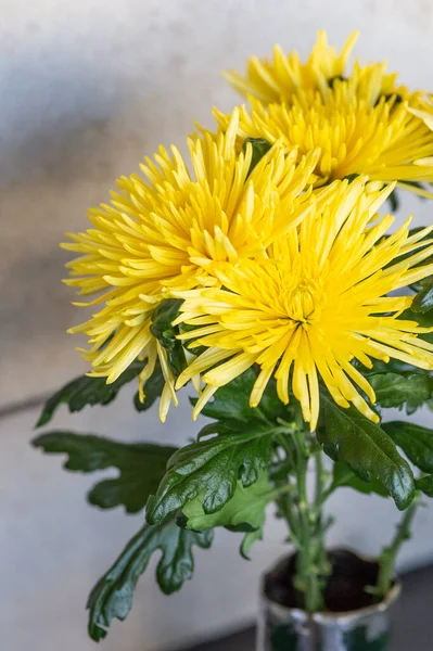 花瓶に美しい黄色の菊の花 — ストック写真
