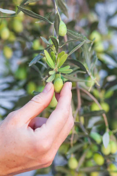 Hand Holding Green Olives Branch — ストック写真