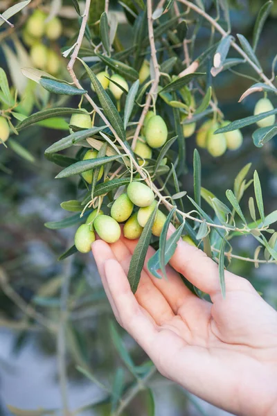 Les Olives Dans Jardin Image En Vente