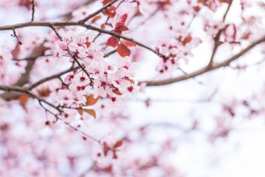 Bahçedeki güzel pembe sakura çiçekleri