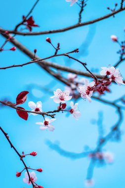 Mavi arka planda güzel bahar çiçekleri
