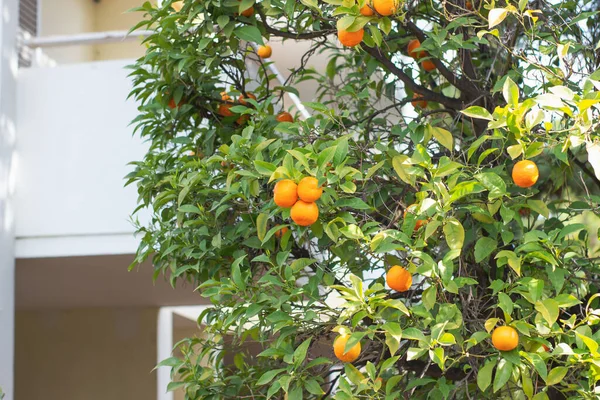 庭の木の上のオレンジのみかん — ストック写真