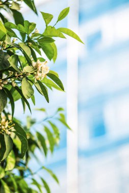 Güzel botanik fotoğrafı, doğal duvar kağıdı.