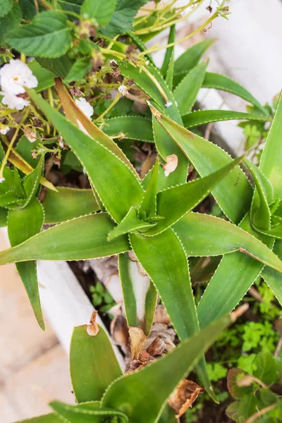 Aloe Vera Planta Jardim — Fotografia de Stock