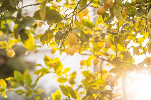 Жовте Листя Дереві Саду — стокове фото
