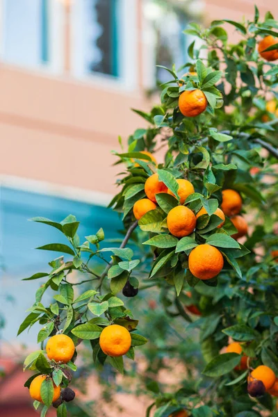 庭の裏に緑の葉を持つオレンジ色の木 — ストック写真