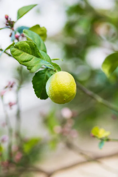 緑の葉とレモンの木 — ストック写真