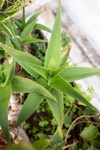 Rośliny Aloesu Zielonymi Liśćmi Obrazy Stockowe bez tantiem