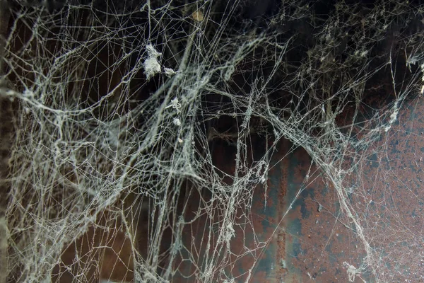 White web on a black brown background, scary frames made of cobwebs. High quality stock photo image featuring a real creepy spider web isolated against a creepy Halloween background