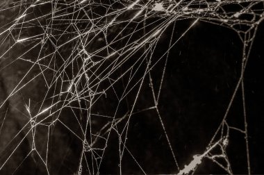 Karanlık bir arka planda örümcek ağları. Cadılar Bayramı Arkaplanı - Gerçek Örümcek Ağı