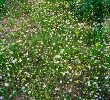 Bu resim üç büyük, sağlam demir kapısı olan eski bir binayı gösteriyor. Her kapı, binaların yaşını ve güvenilirliğini vurgulayan ağır bir asma kilitle kapatılmış..                      
