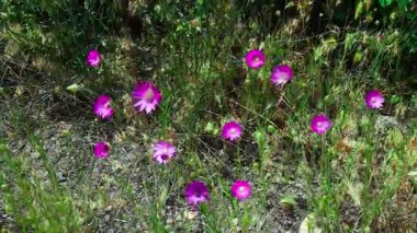 Bir grup Xeranthemum yıllık çiçekleri rüzgarda usulca sallanıyor. Arka plan derin gölgede, hassas şekilleri ve hareketleri vurguluyor. Full HD 'deki doğal sahne.