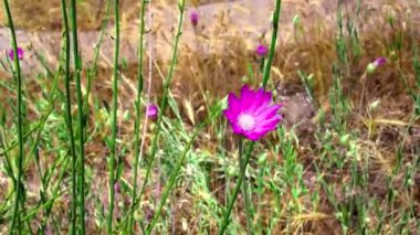 Bir grup Xeranthemum yıllık çiçekleri rüzgarda usulca sallanıyor. Arka plan derin gölgede, hassas şekilleri ve hareketleri vurguluyor. Full HD 'deki doğal sahne.