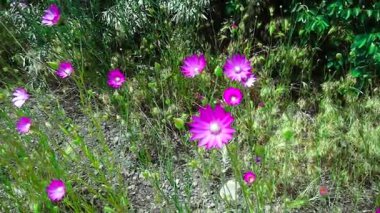 Bir grup ölümsüz çiçek açık ve güneşli bir günde rüzgarda hafifçe sallanıyor. Çiçekler açık alanda doğal olarak hareket eder..