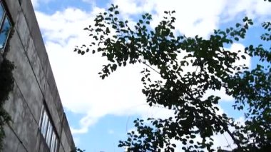 Yerden göğe doğru yüksek kontrastlı bir eğim, yoğun mavi bir tuval üzerinde beyaz bulutları ortaya çıkarır. Keskin kenarlar ve gerçek ışık.