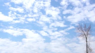 Bir çekimde mavi gökyüzü ve bulutlar uzun ve seyrek ağaçların arasından geçer. Güneş ışığı dalların arasından yavaşça süzülür. Tam HD video.