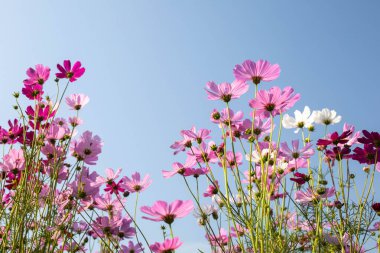 Pembe kozmos çiçekleri tam çiçeklenmiştir.