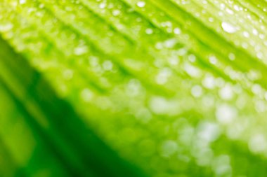 Yapraklara yağmur damlası