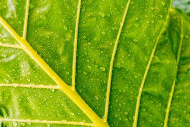 Yapraklara yağmur damlası